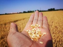 糧食水分測量儀，為小麥提供合理存儲時間